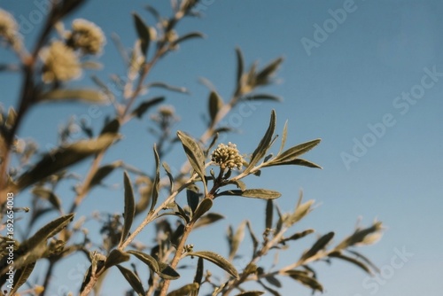 Delicate Buds of a Desert Plant Against a Clear Blue Sky