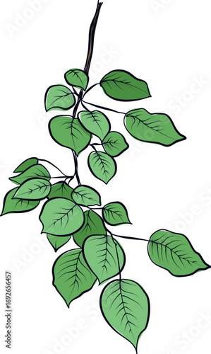 Green aspen tree branch with leaves vector