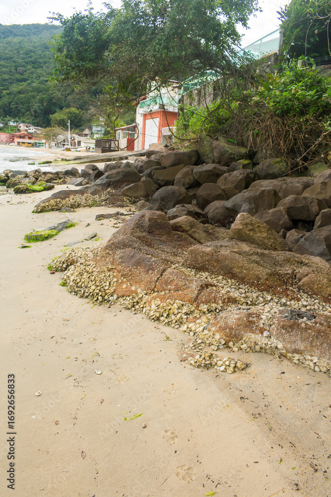 Obraz premium Mollusc shells attached to rocks by the shore. Caieira da Barra do Sul, fishermen village in the South of Florianopolis, Brazil