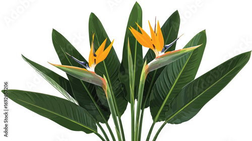 Bird of Paradise plant with vibrant orange and blue flowers and lush green leaves for tropical vector botanical illustration content
