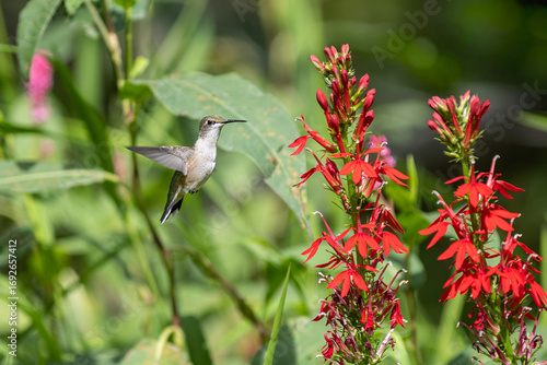 hummingbird feeding on native cardinal flower