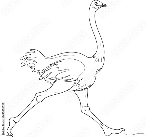 Line Drawing of an Ostrich Walking bird running