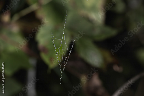 Wallpaper Mural tiny arrow shaped web with dew drops  Torontodigital.ca