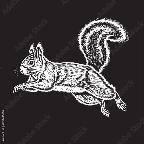 Squirrel in mid-leap on a black background Keywords: squirrel, animal, wildlife, rodent, bushy
