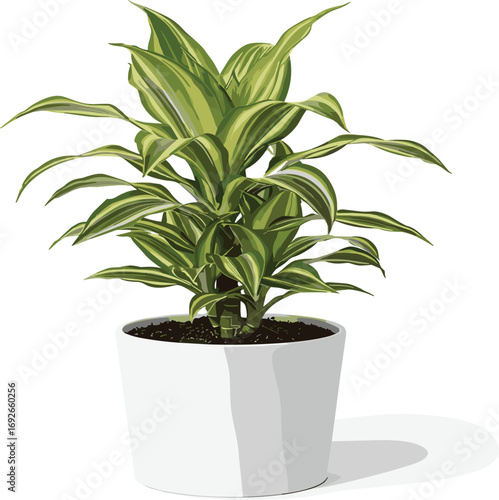 Indoor potted plant with striped pointed leaves in white ceramic pot, ideal for home decor, air purification, and botanical themes