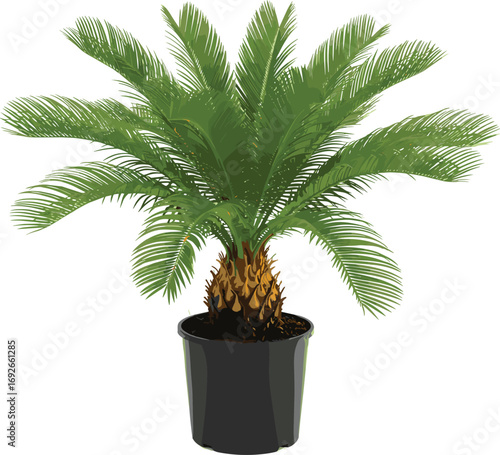 Sago palm houseplant with lush green arching fronds in black cylindrical pot on white background for vector botanical design content