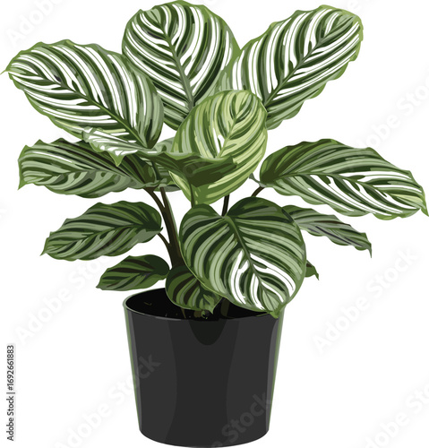 Striped leaf indoor plant in glossy black pot with broad green foliage for botanical vector illustration and home decor design