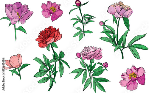 Peony flower set hand drawn vector