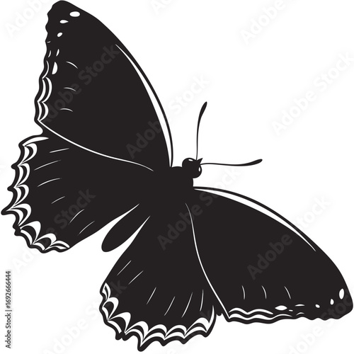 black swallowtail butterfly