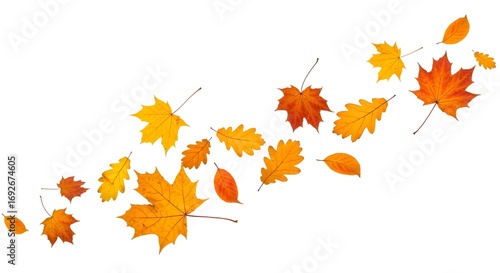 Hojas de otoño vibrantes que caen aisladas sobre un fondo en blanco transparente.