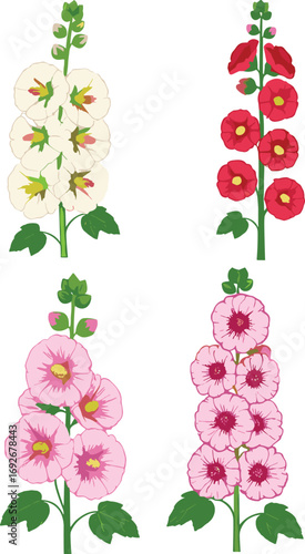 Hollyhock flower stalks botanical illustration, four color variations with green leaves, detailed floral drawing for gardening, plant identification, vintage botanical art