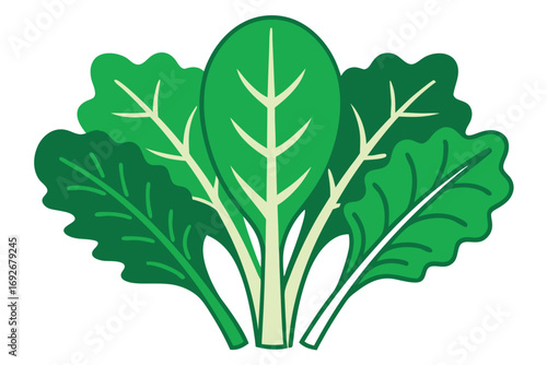 Bunch of fresh green leafy vegetables with detailed veins on white background greens spinach