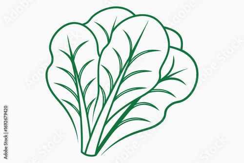 Bunch of Green Spinach Leaves with Detailed Veins on White Background vegetable