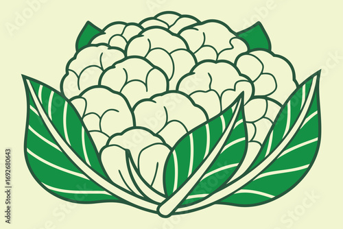 Cauliflower with green leaves graphic illustration on cream background white vegetable