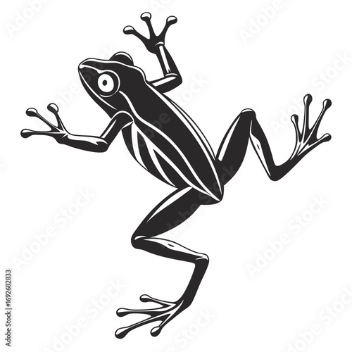 frog on a white background