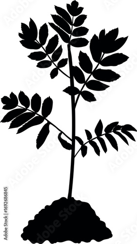 Black silhouette of young rowan tree (Sorbus aucuparia) with crown isolated on white background	