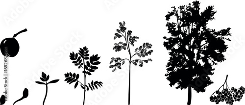 Black silhouette of life cycle of rowan tree (Sorbus aucuparia). Growth stages from seed and sprout to old tree isolated on white background