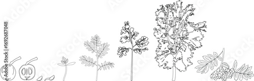 Coloring page with life cycle of rowan tree (Sorbus aucuparia). Growth stages from seed and sprout to old tree isolated on white background