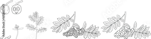 Coloring page with life cycle of rowan tree (Sorbus aucuparia). Growth stages from seed and sprout to tree and ripe rowan berries isolated on white background