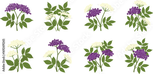 Botanical flower cluster vector set, purple and white bloom variations, green leaf illustration bundle, nature clipart asset, stylized plant design