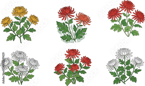 Chrysanthemum flower vector set, colored and outline version, botanical clipart bundle, seasonal bloom illustration, floral design asset for coloring