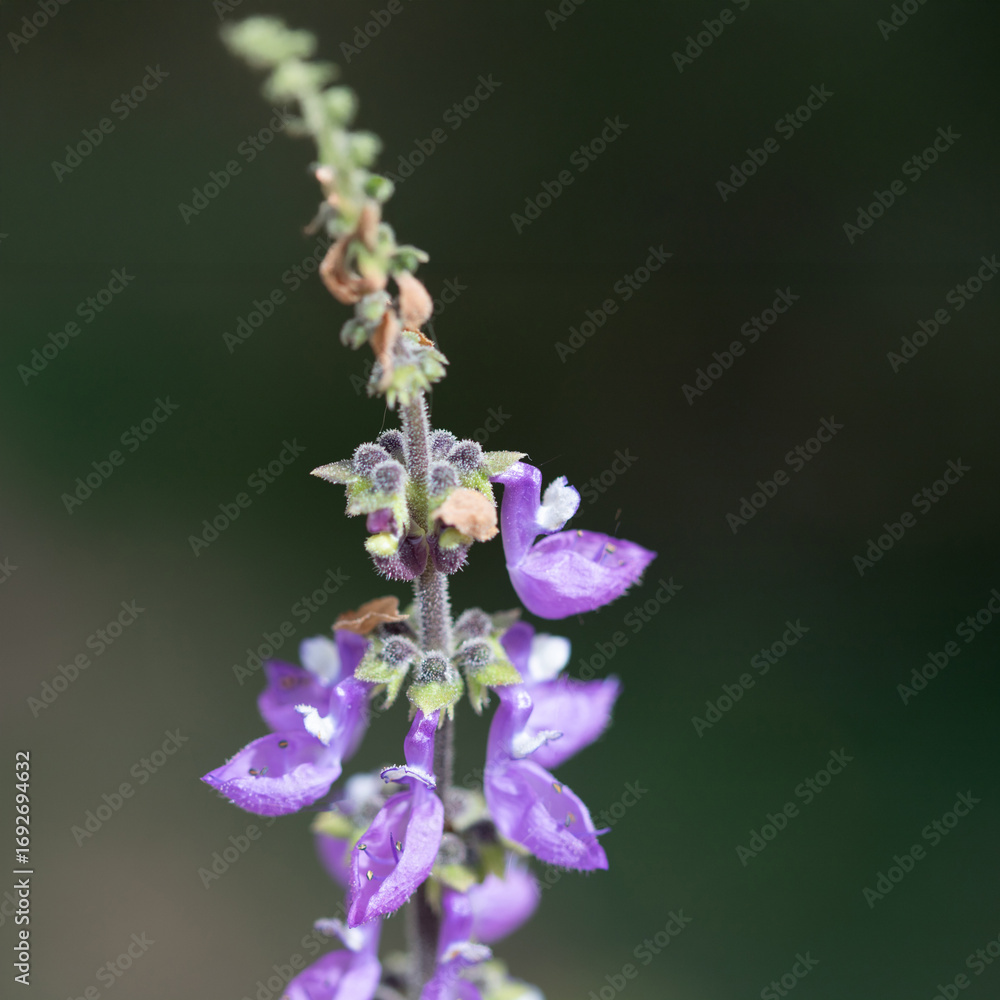 Obraz premium Brazilian Boldo Flower – Macro Shot of a Medicinal Purple Blossom Plant