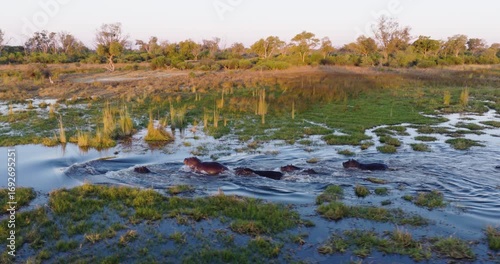 Slow motion aerial panning. Pod of hippopotamus returning to a river in the Okavango Delta