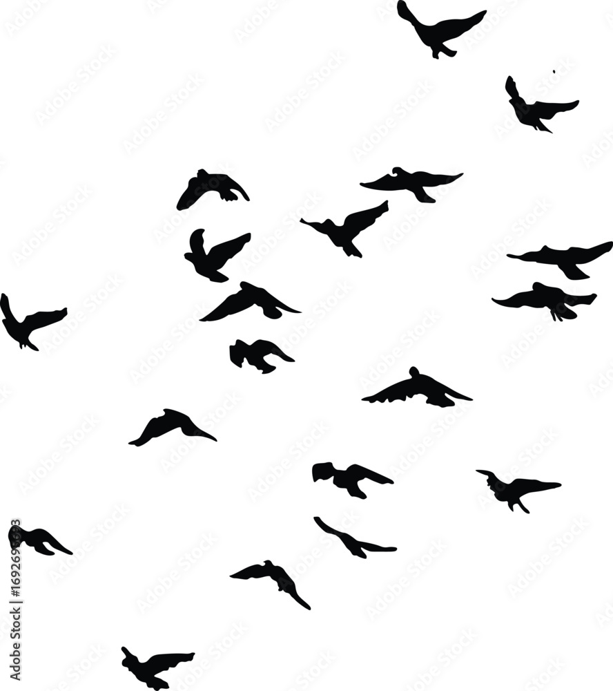 Flock of Silhouetted Birds in Flight Flock of Silhouetted Birds in Flight