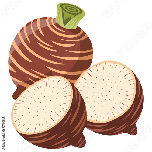 Malanga colocasia esculenta healthy food isolated vector illustration on white background