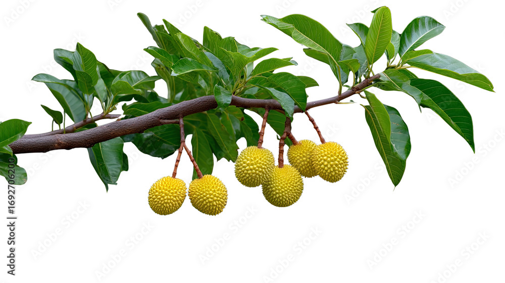 Obraz premium Vibrant Fruit Branch: A captivating image showcases a close-up view of a fruit-bearing branch, laden with luscious yellow fruits, adorned with fresh green leaves, all set against a clean backdrop.