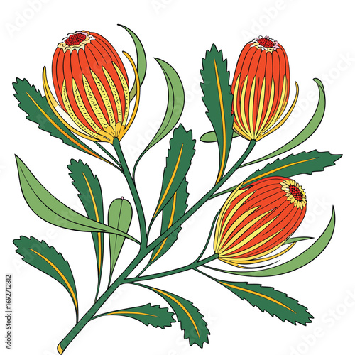 Australian Banksia Flowers with Green Leaves on White protea floral