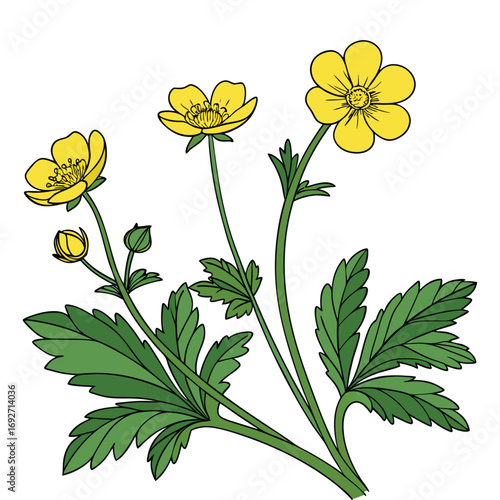 Illustration of a Buttercup Plant with Yellow Flowers and Green Leaves Keywords: buttercup, ranunculus, yellow flower, plant