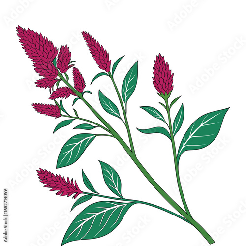 Drawing of pink cockscomb flowers with green leaves on a white background celosia