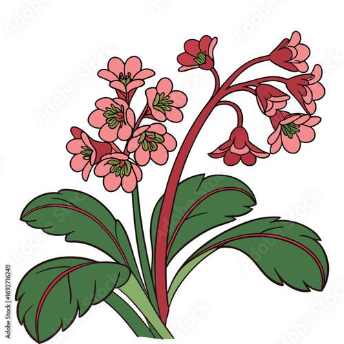 Pink Bergenia Flowers and Green Leaves Illustration on White Background bloom blossom