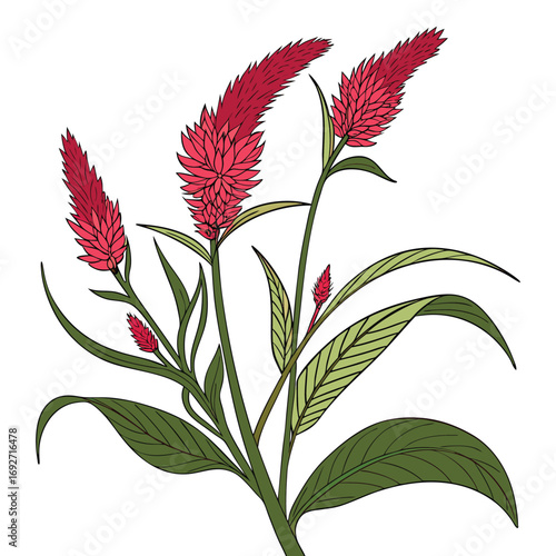 Pink Celosia Flowers with Green Leaves and Stems on White Background bloom blossom