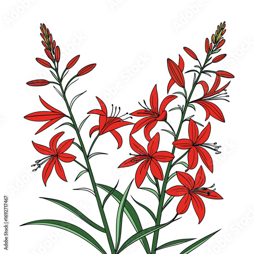 Red Lily Flowers with Green Leaves and Stems on White Background bloom blossom