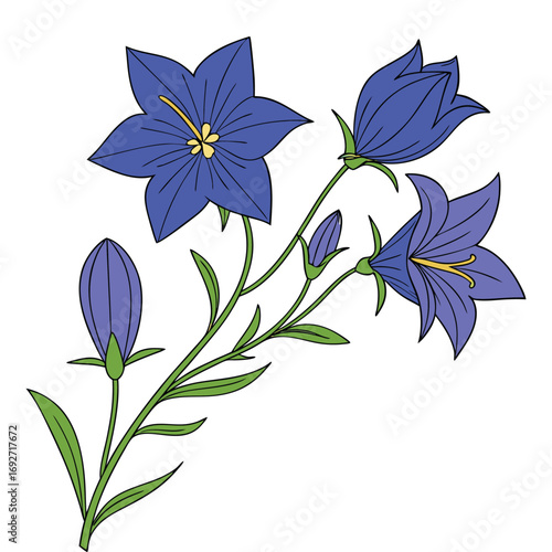 Single Stem Bluebell Flowers and Buds Isolated on White campanula floral