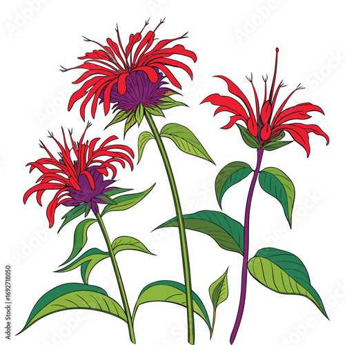 Three Red Bee Balm Flowers with Purple Centers and Green Leaves on White monarda floral