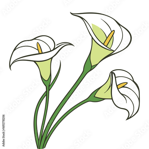 Three White Calla Lily Flowers with Yellow Centers and Green Stems on White Background