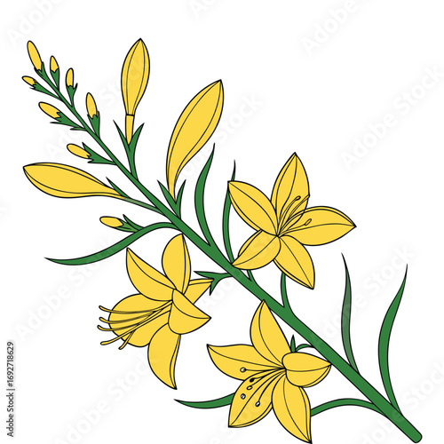 Yellow lily-like flowers with green leaves on a white background Keywords: yellow flowers, lily flowers, green leaves, floral