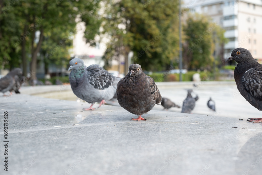 Obraz premium Grey pigeons in the park are not afraid of people
