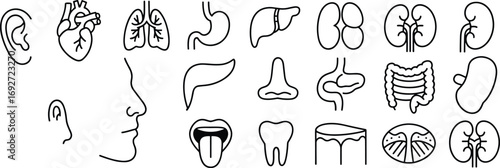 Human anatomy icons depicting ear, heart, lungs, stomach, liver, kidneys, nose, mouth, tongue, tooth, intestines, and other organs.