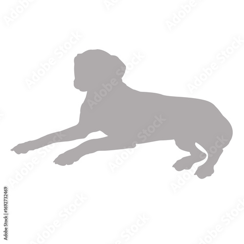 Great dane dog lying down silhouette
