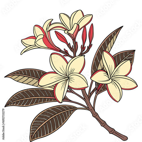 Creamy White Plumeria Flowers with Red Edges and Brown Leaves on White Background Keywords: plumeria, frangipani, flower