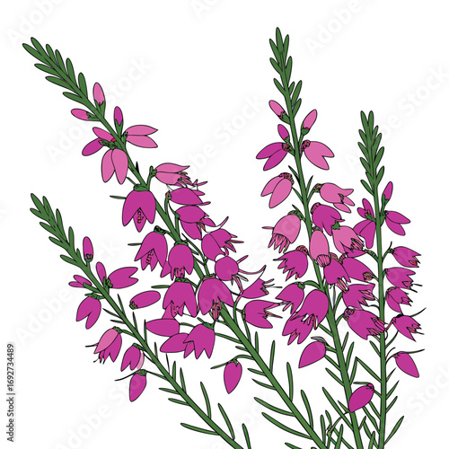 Pink heather flowers with green stems and leaves on a white background Keywords: heather, pink heather, flowers, floral