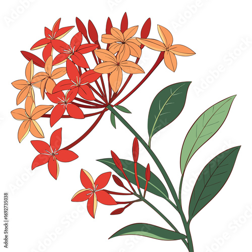 Red and Orange Ixora Flower Cluster with Green Leaves and Buds on White jungle geranium