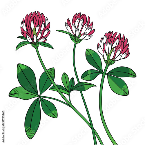 Red and White Clover Flowers with Green Leaves in a Simple Illustration trifolium