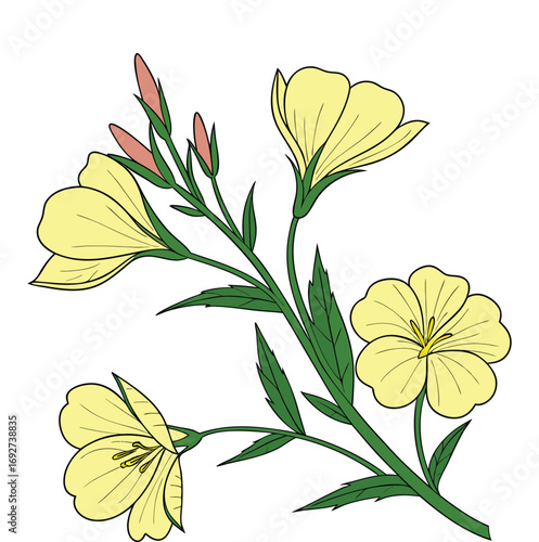Yellow evening primrose flowers with green leaves and pink buds on white floral plant