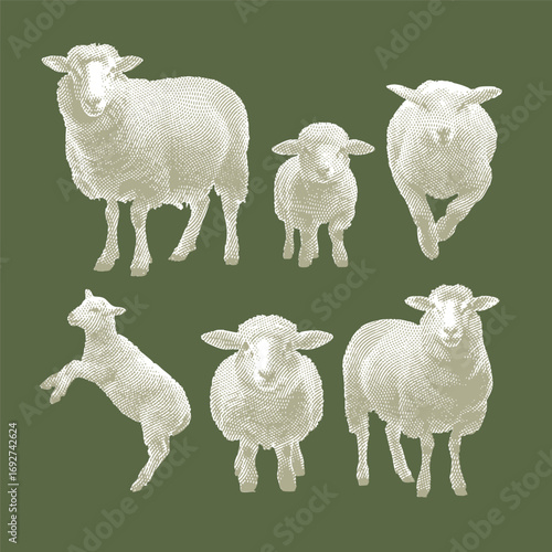 Sheep, sheep vector, sheep illustration, line drawing on dark green background.