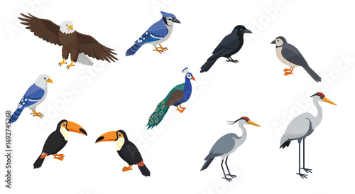 Diverse birds collection in colorful cartoon style for nature and wildlife enthusiasts